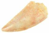 Serrated Raptor Tooth - Real Dinosaur Tooth #364716-1